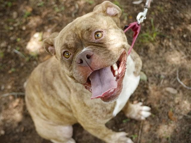 Trixie - American Bulldog
