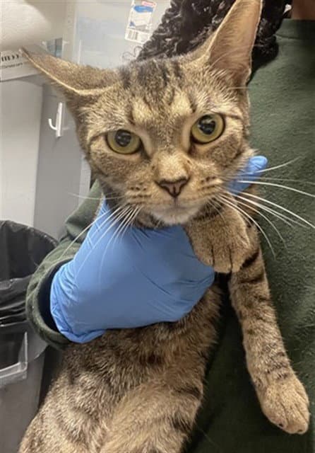Lakaya - Domestic Short Hair