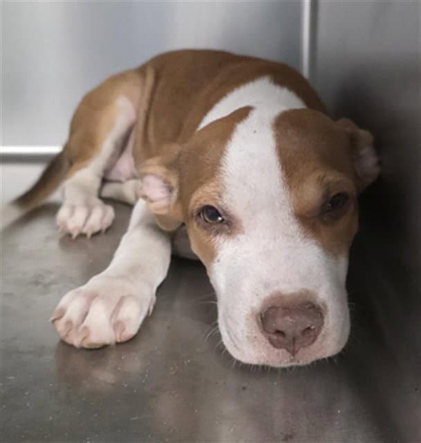 Helga - American Pit Bull Terrier