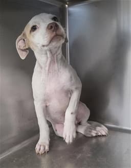 Phoebe image 1
