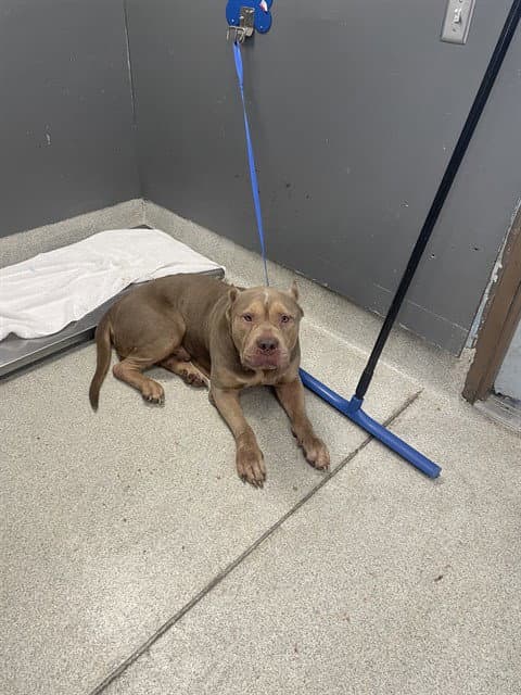Little Man - American Pit Bull Terrier