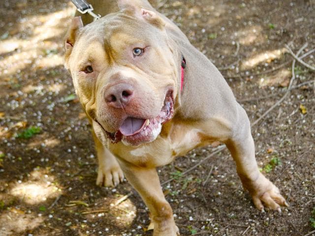 Little Man - American Pit Bull Terrier