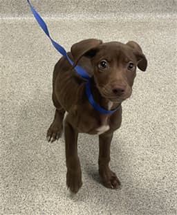 Mocha image 1