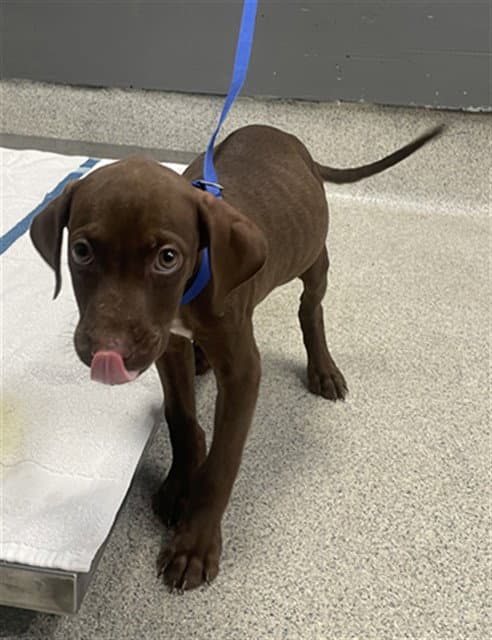 Dewy - Labrador Retriever