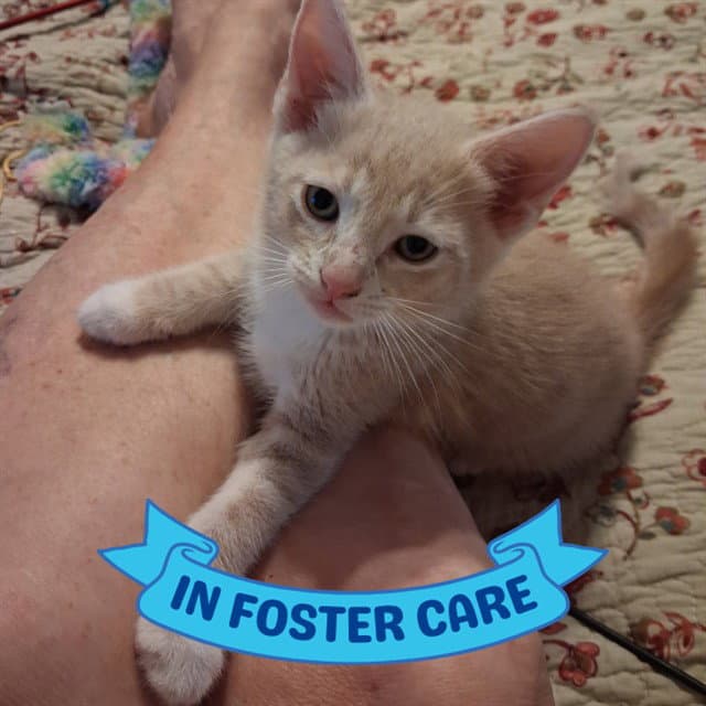 Petey Pan - Domestic Short Hair