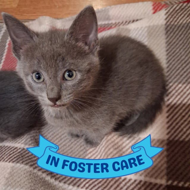 Tinkerbell - Domestic Short Hair