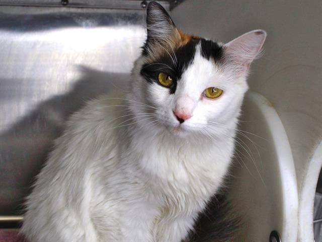 Sky - Domestic Medium Hair