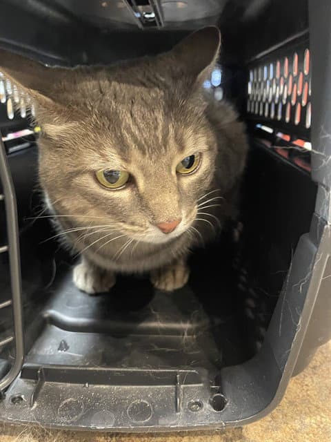 Sarah - Domestic Short Hair