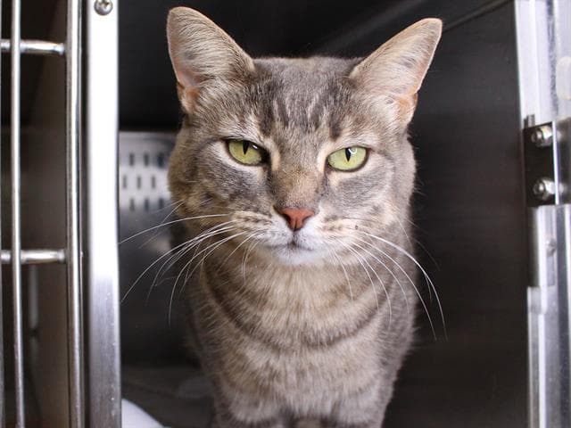 Sarah - Domestic Short Hair
