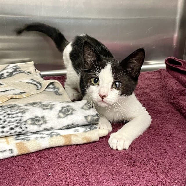 Iris - Domestic Short Hair