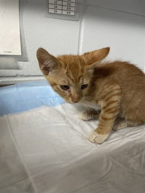 Taco - Domestic Short Hair