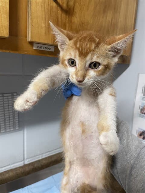 Nacho - Domestic Short Hair
