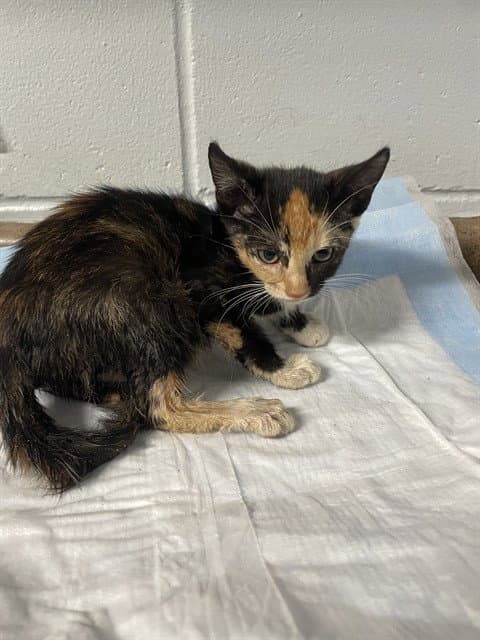 Fajita - Domestic Short Hair