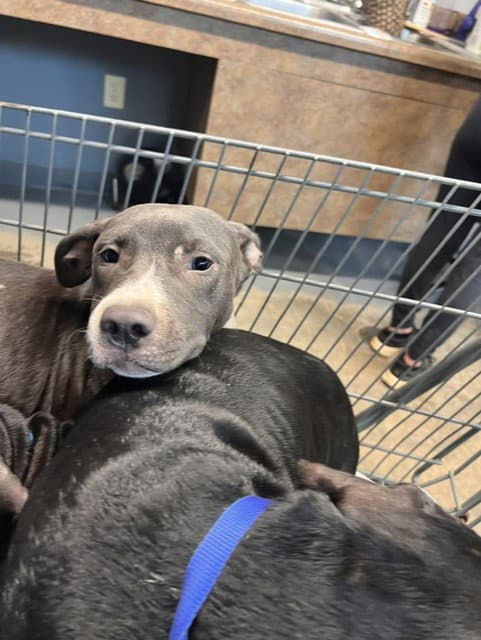 Athos - American Pit Bull Terrier