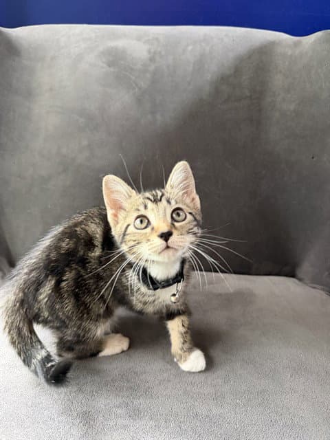 Isabela - Domestic Short Hair
