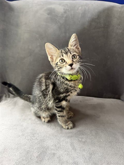 Luisa - Domestic Short Hair