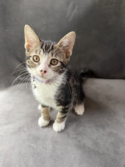 Mirabel - Domestic Short Hair
