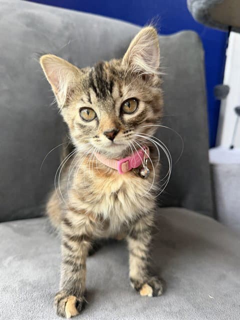 Dolores - Domestic Medium Hair