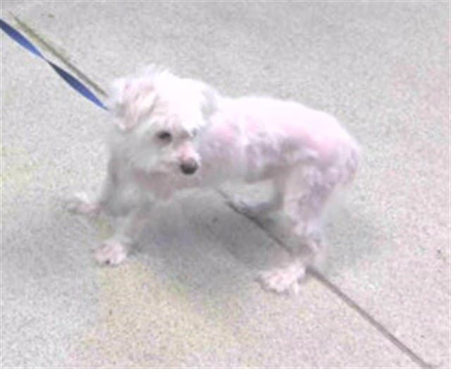 Jupiter - Maltese