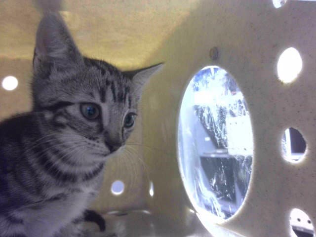 Pinto - Domestic Short Hair