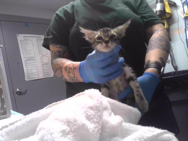 Lima - Domestic Short Hair