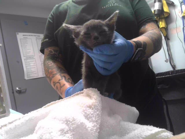Edamame - Domestic Short Hair