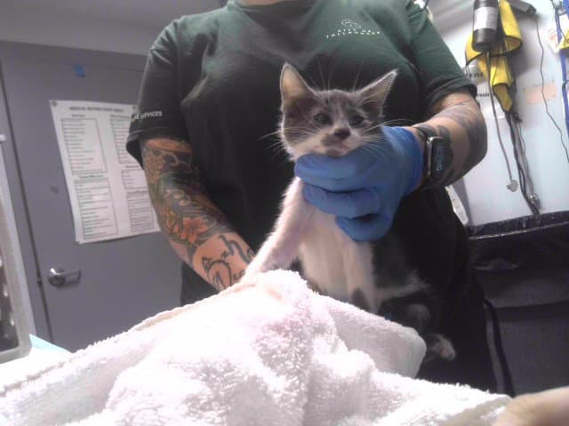 Lentil - Domestic Short Hair