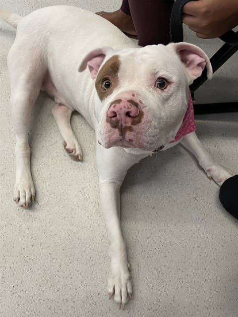 Kane - American Bulldog