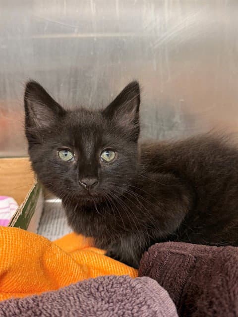 Zorro - Domestic Medium Hair