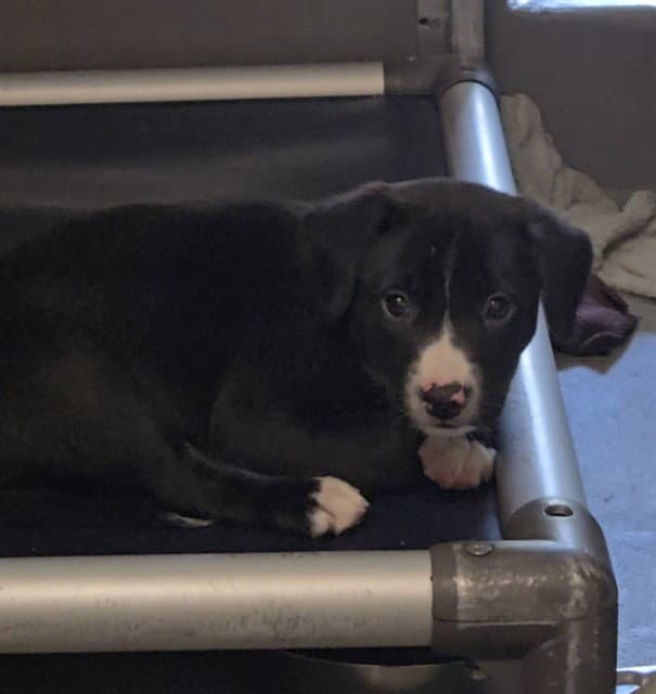 Harry - Border Collie