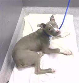 Tootie image 1