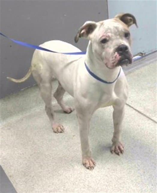 Bane - American Pit Bull Terrier