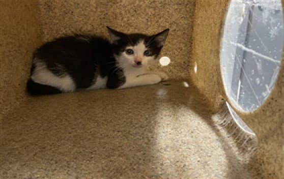 Vincent - Domestic Short Hair
