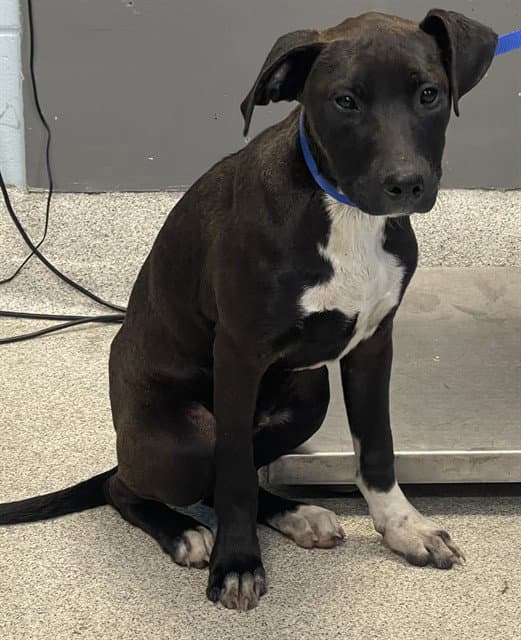 Kai - Labrador Retriever