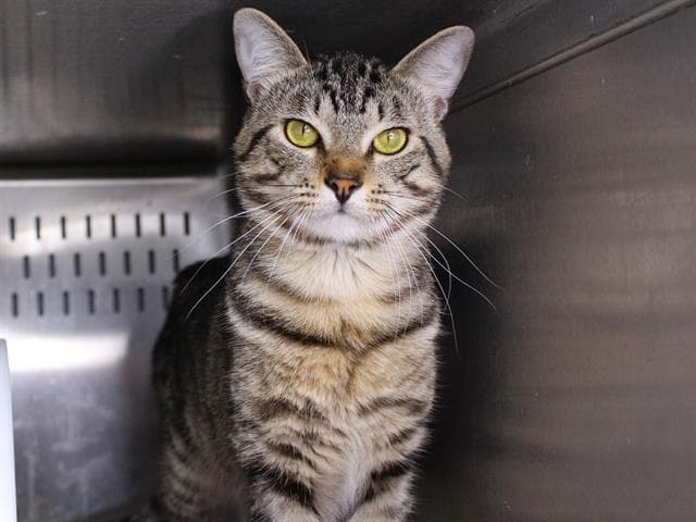Petey - Domestic Short Hair