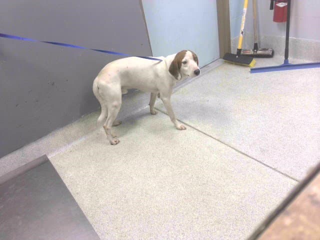Gunner - English Foxhound