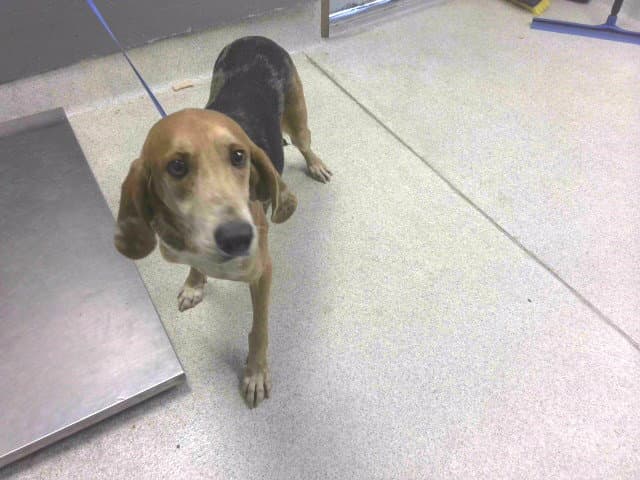 Rueger - English Foxhound