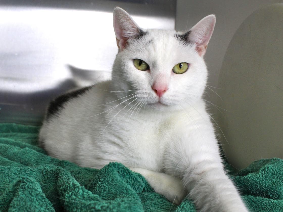 Chester - Domestic Short Hair