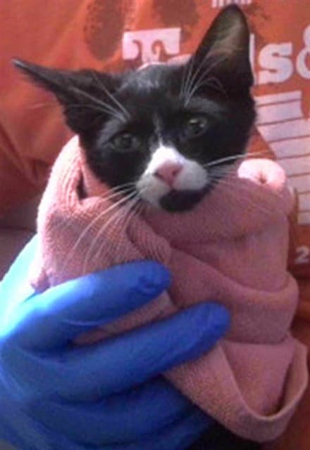 Flavian - Domestic Short Hair