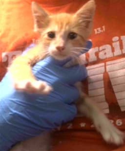 Butters image 1