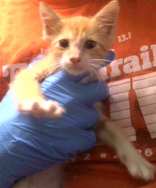 Butters - Domestic Short Hair
