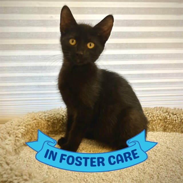 Lyla - Domestic Short Hair