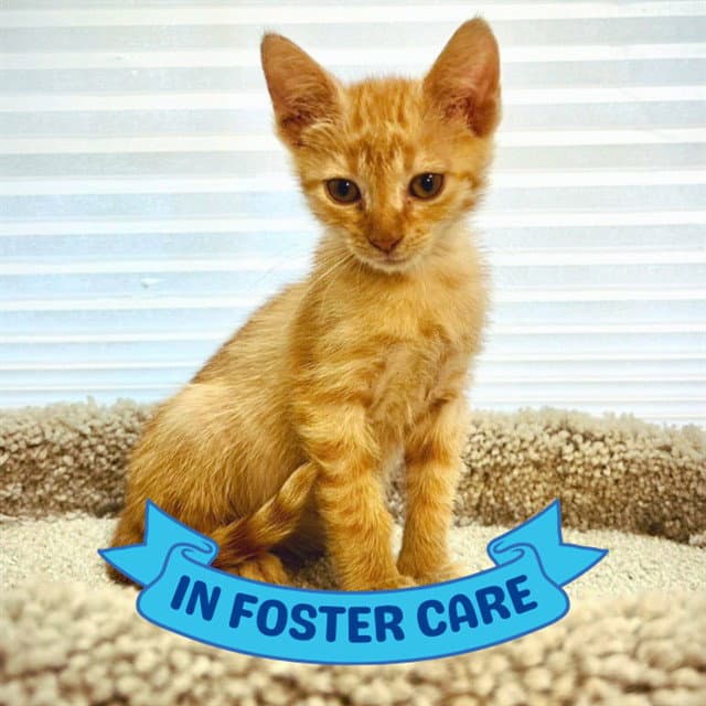 Leo - Domestic Short Hair