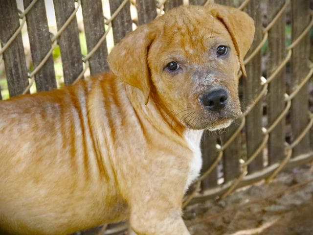 Curly - Labrador Retriever