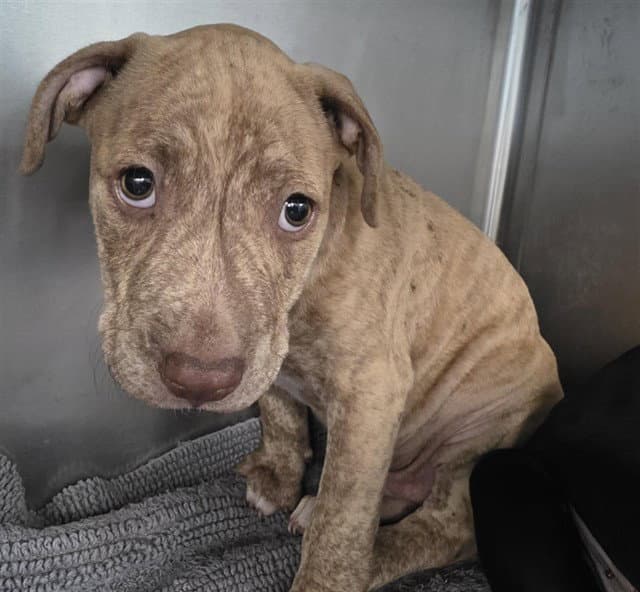 Moe - American Staffordshire Terrier
