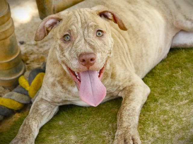 Moe - American Staffordshire Terrier