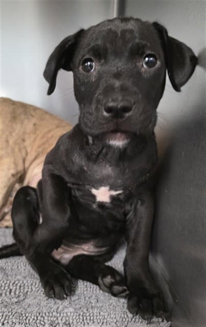 Larry - American Staffordshire Terrier