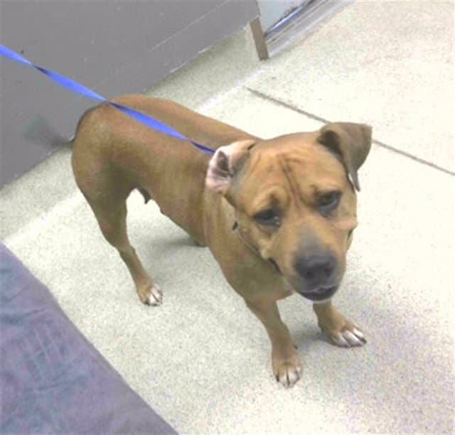 Unknown - American Pit Bull Terrier