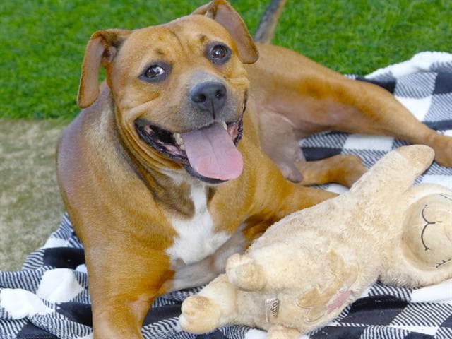 Unknown - American Pit Bull Terrier