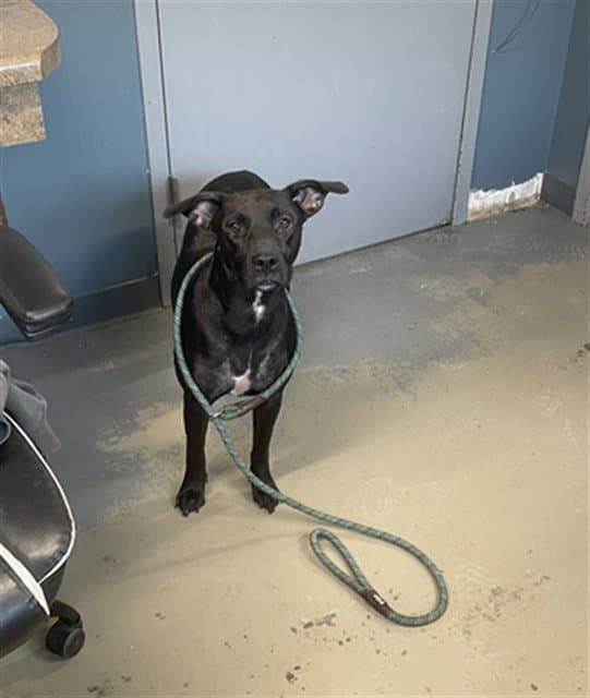 Yara - American Pit Bull Terrier